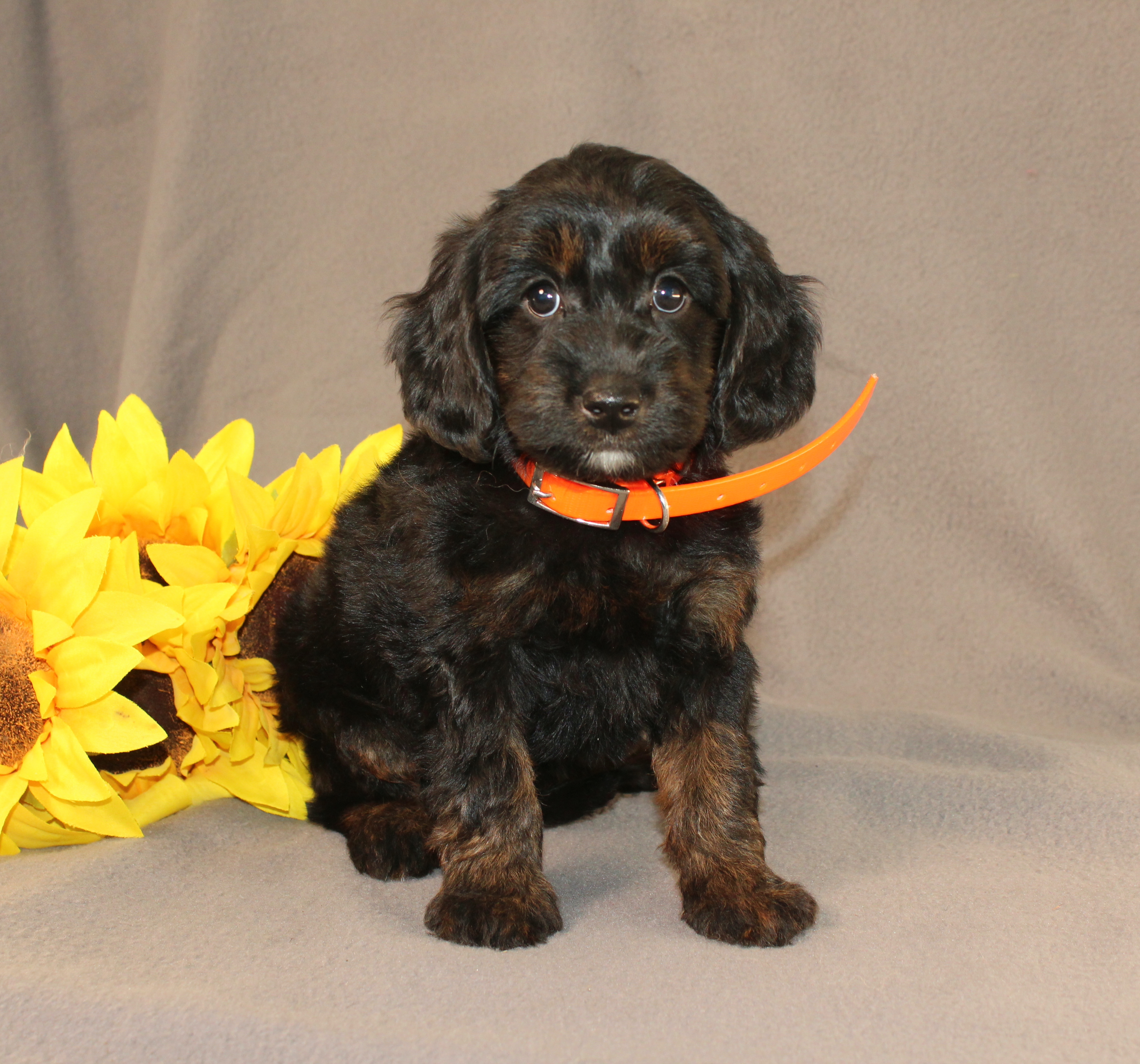 puppy, for, sale, Mini Cavagoldendoodle, Ivan J. Stoltzfus, dog, breeder, Dornsife, PA, dog-breeder, puppy-for-sale, forsale, nearby, find, puppyfind, locator, puppylocator, aca